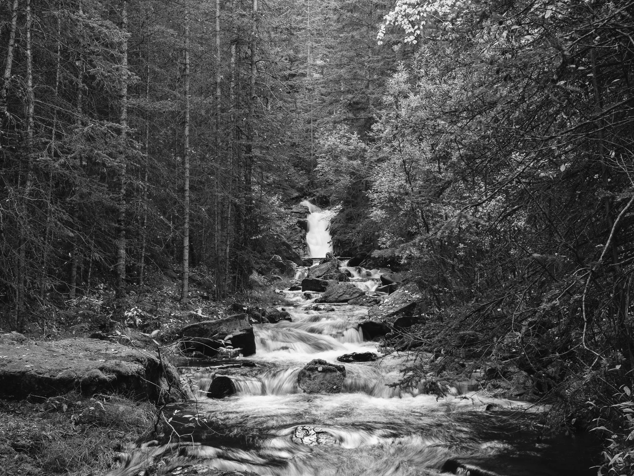 Kodak Tri-X.jpg