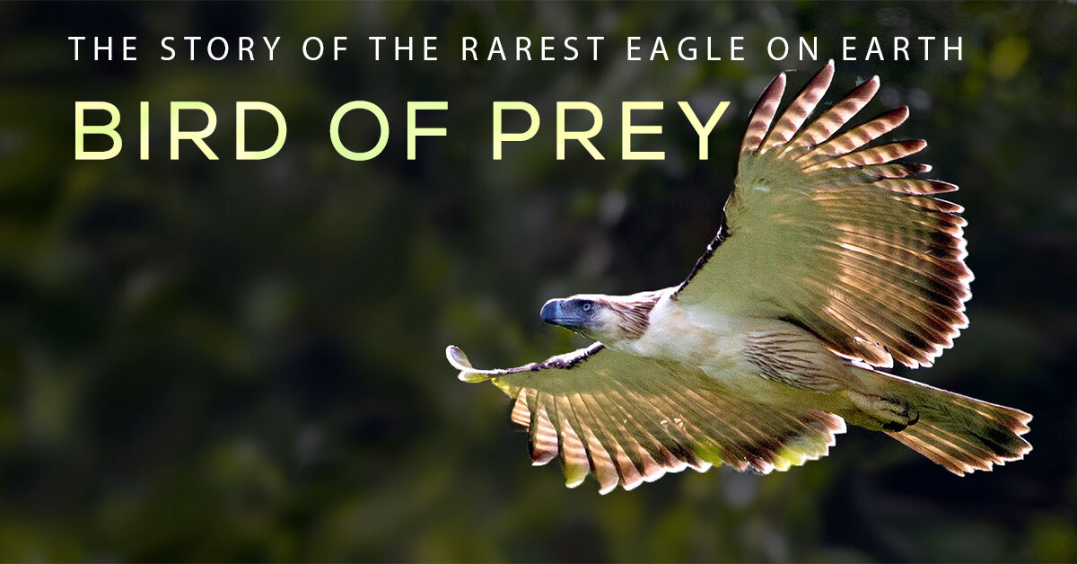 Birds of Prey Animal Story 