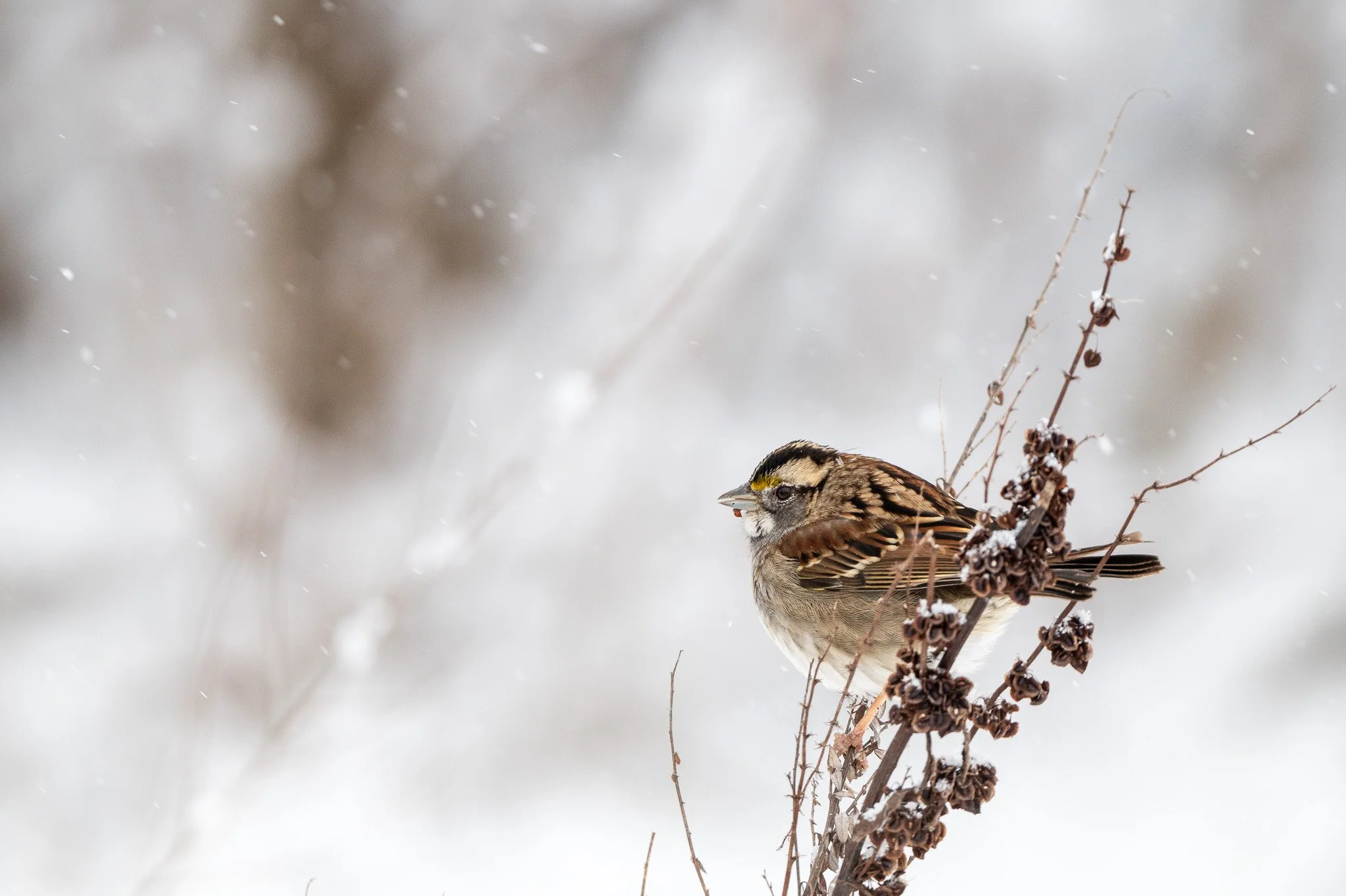 Annual Winter Bird Count
