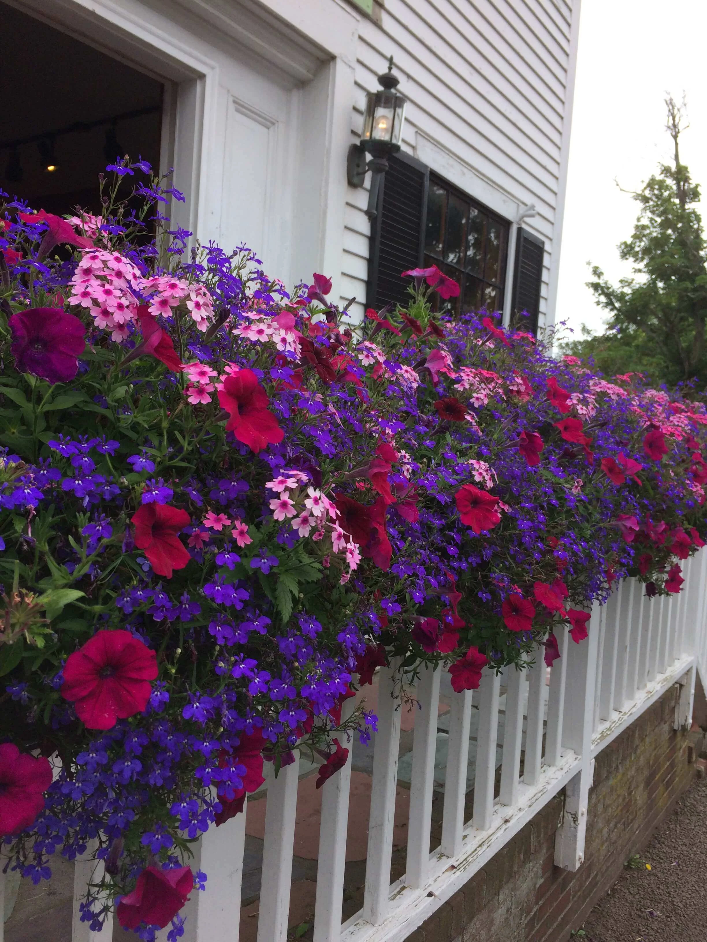 Flowers on the Fence, Truro