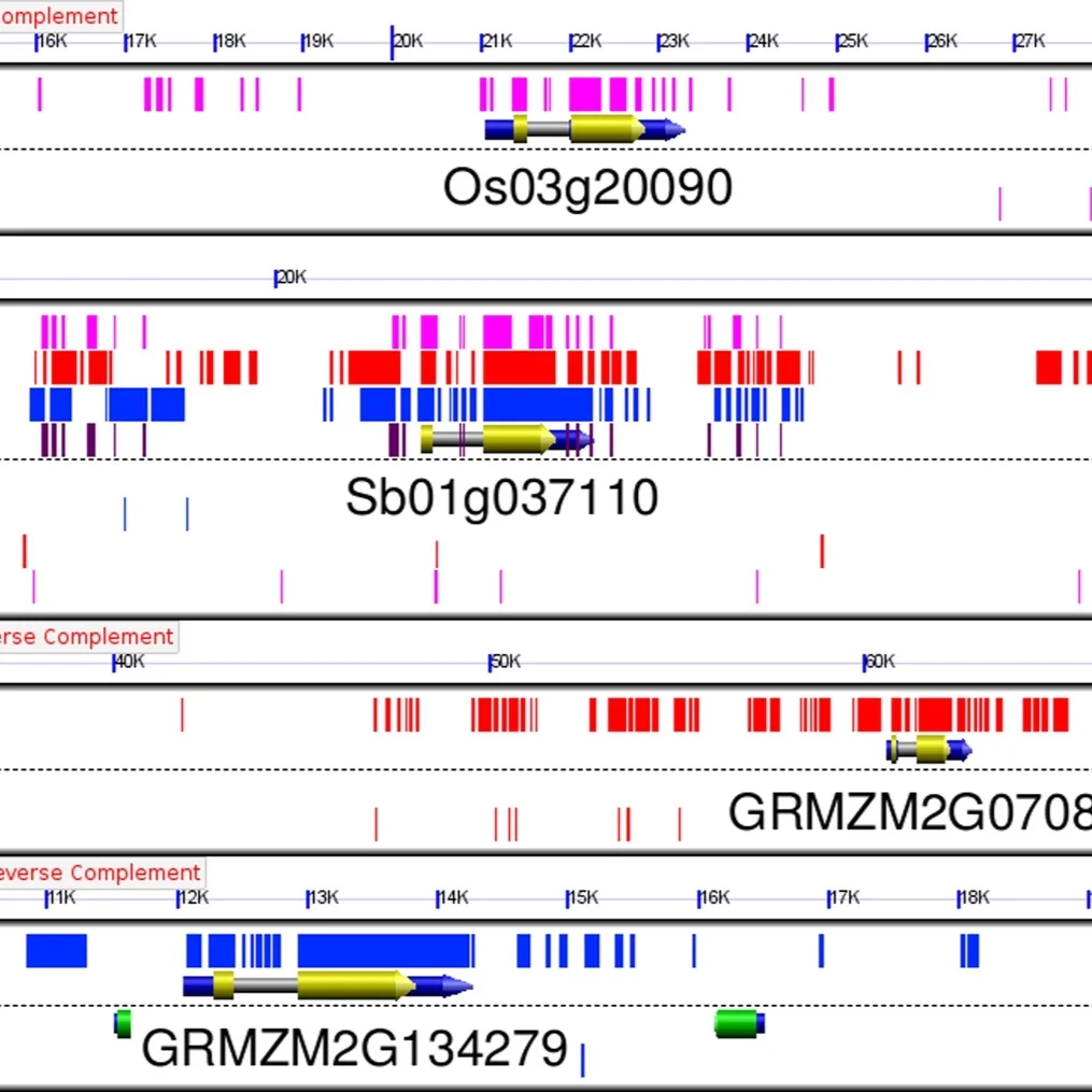 Genome Annotation — Australian