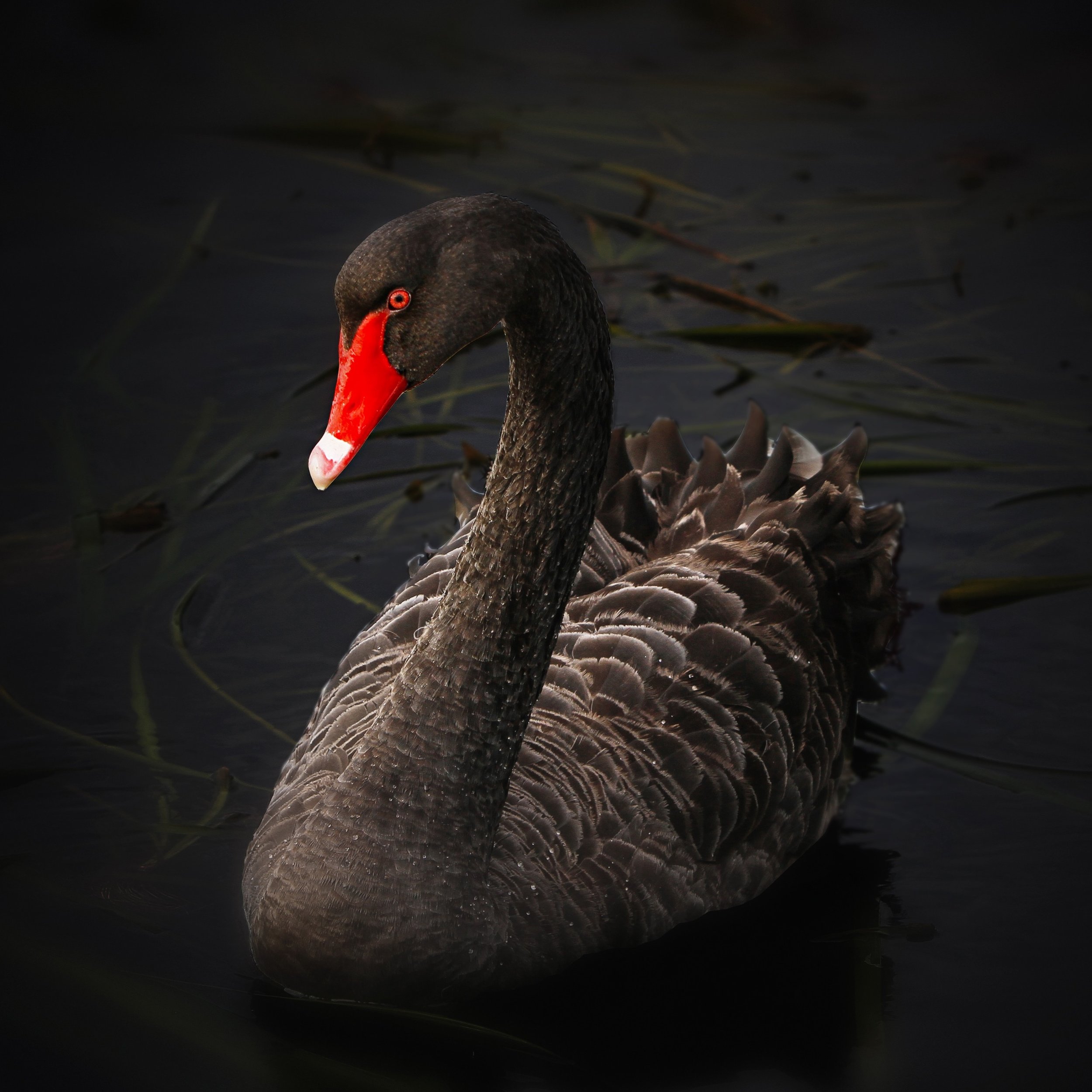 water-bird-wing-lake-reflection-beak-1351207-pxhere.com.jpg