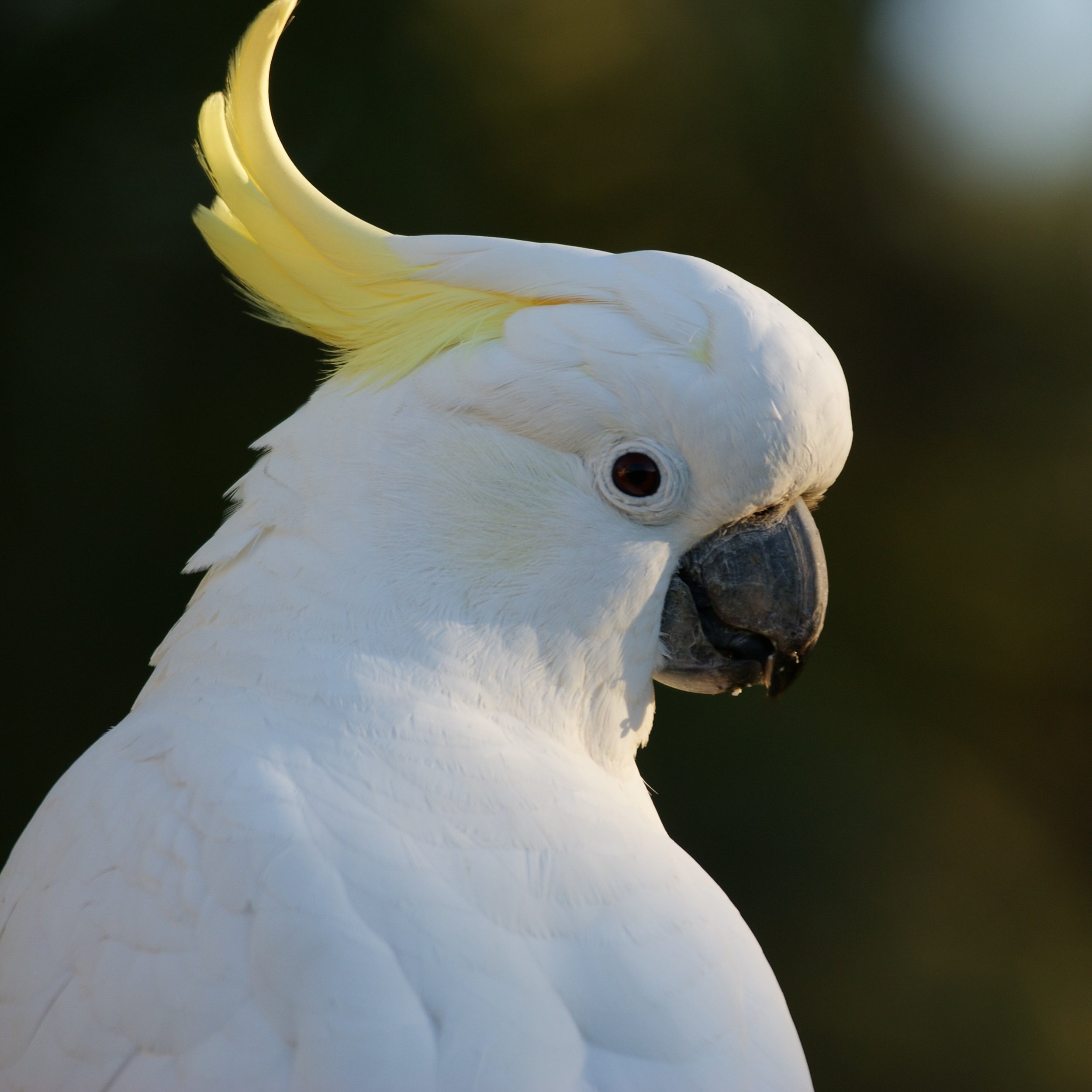 bird-wing-white-pet-beak-tropical-767168-pxhere.com.jpg