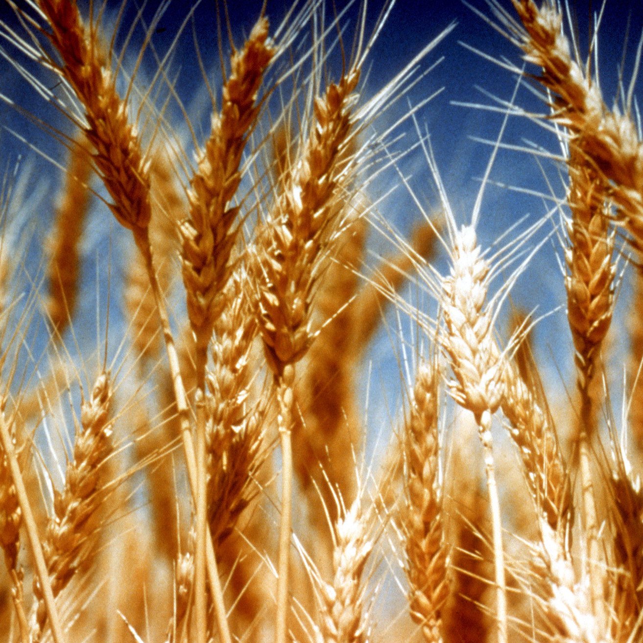 RS920_BP0197-lpr-Graincast-hero-wheat-image.jpeg