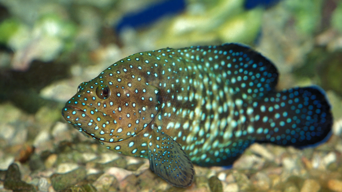 2025-11 Fish genomics.png