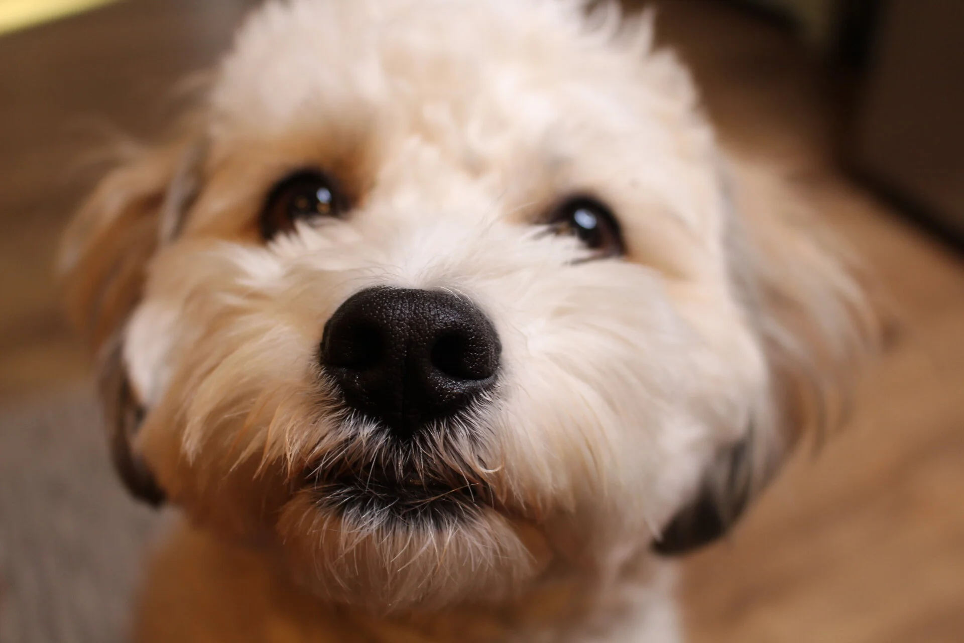 Fostering to Adopting A Dog | MayBee