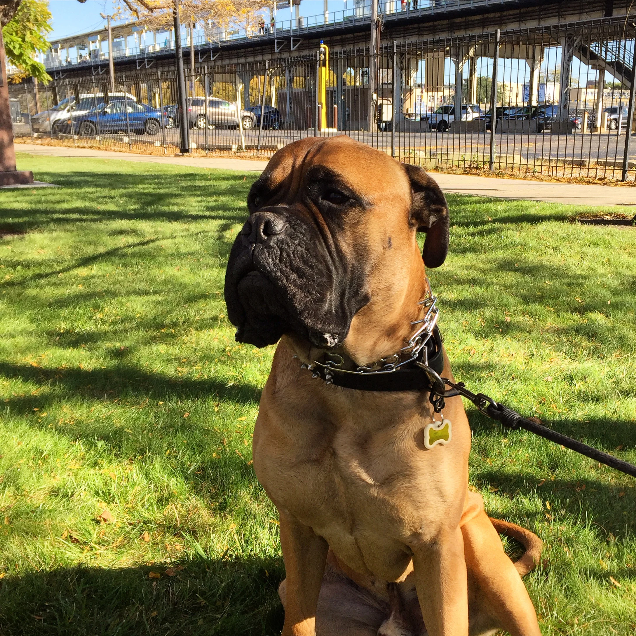 The Genius of Dr. Barbara Royal