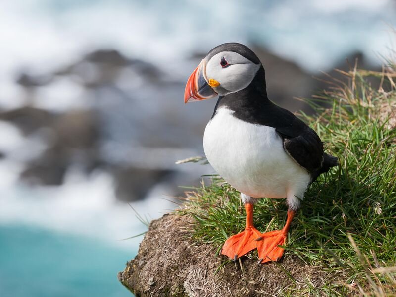 Puffin