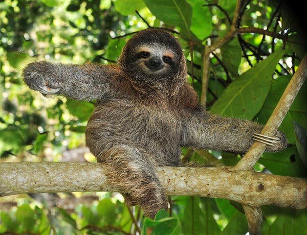 Three-Toed Sloth