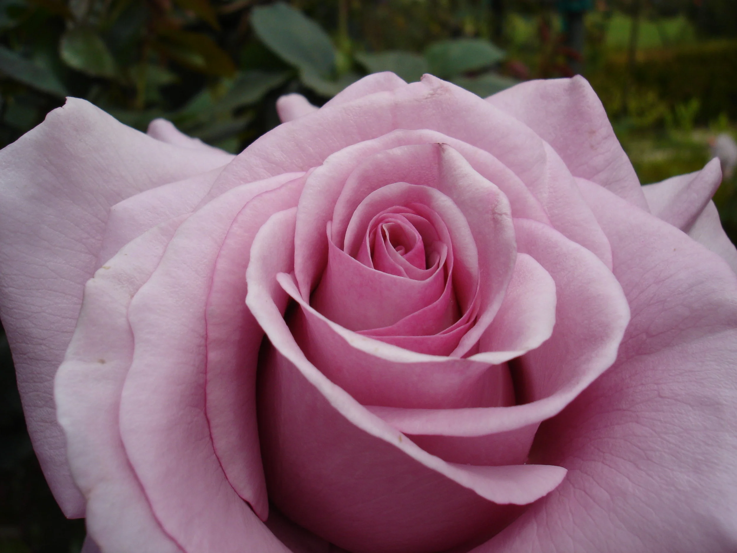 DSC08891.jpg