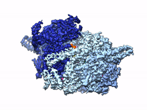 Chi-Min Ho Lab - CryoEM structure of PTEX HSP101 translocating native cargo