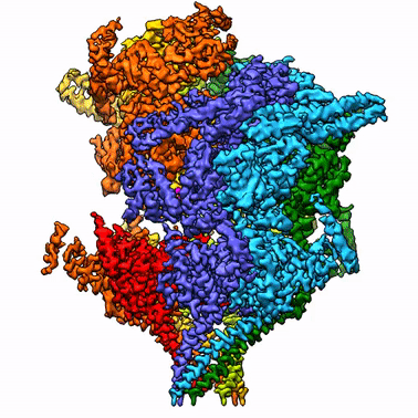 Chi-Min Ho Lab - CryoEM structure of the malaria parasite translocon PTEX