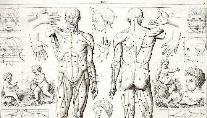 ANATOMY OF AN ALLIED HEALTH ASSISTANT