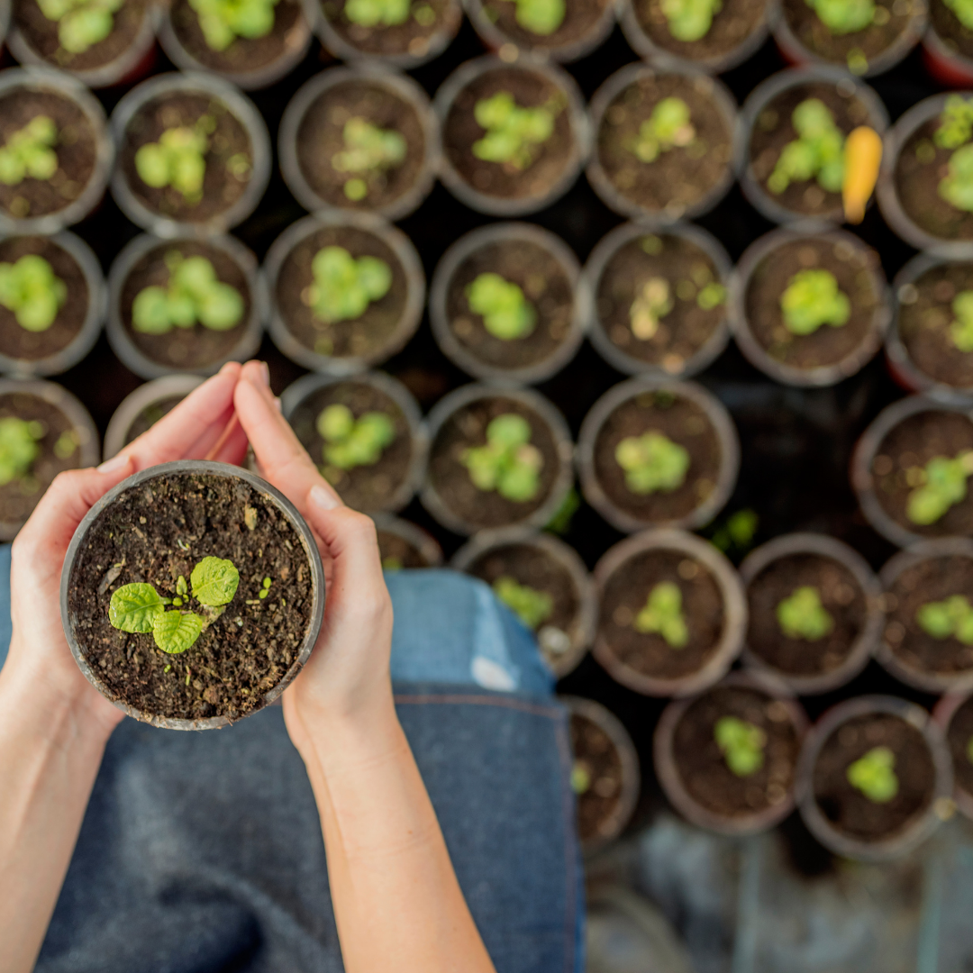 THE DIFFERENT JOB OPPORTUNITIES YOU CAN TAKE AS A HORTICULTURIST 