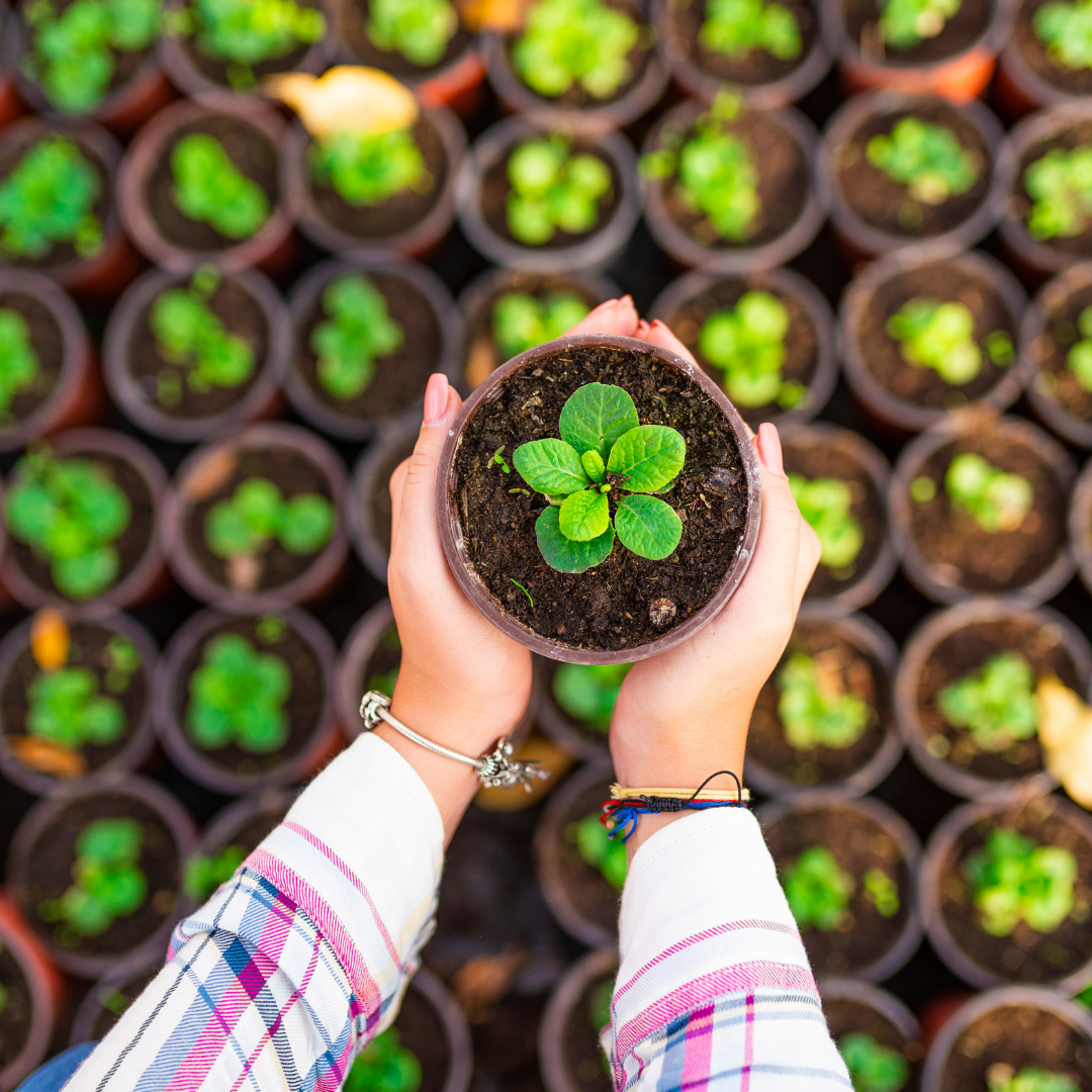 PATHWAY OPPORTUNITIES AFTER COMPLETING A CERTIFICATE III IN HORTICULTURE (AHC30716)