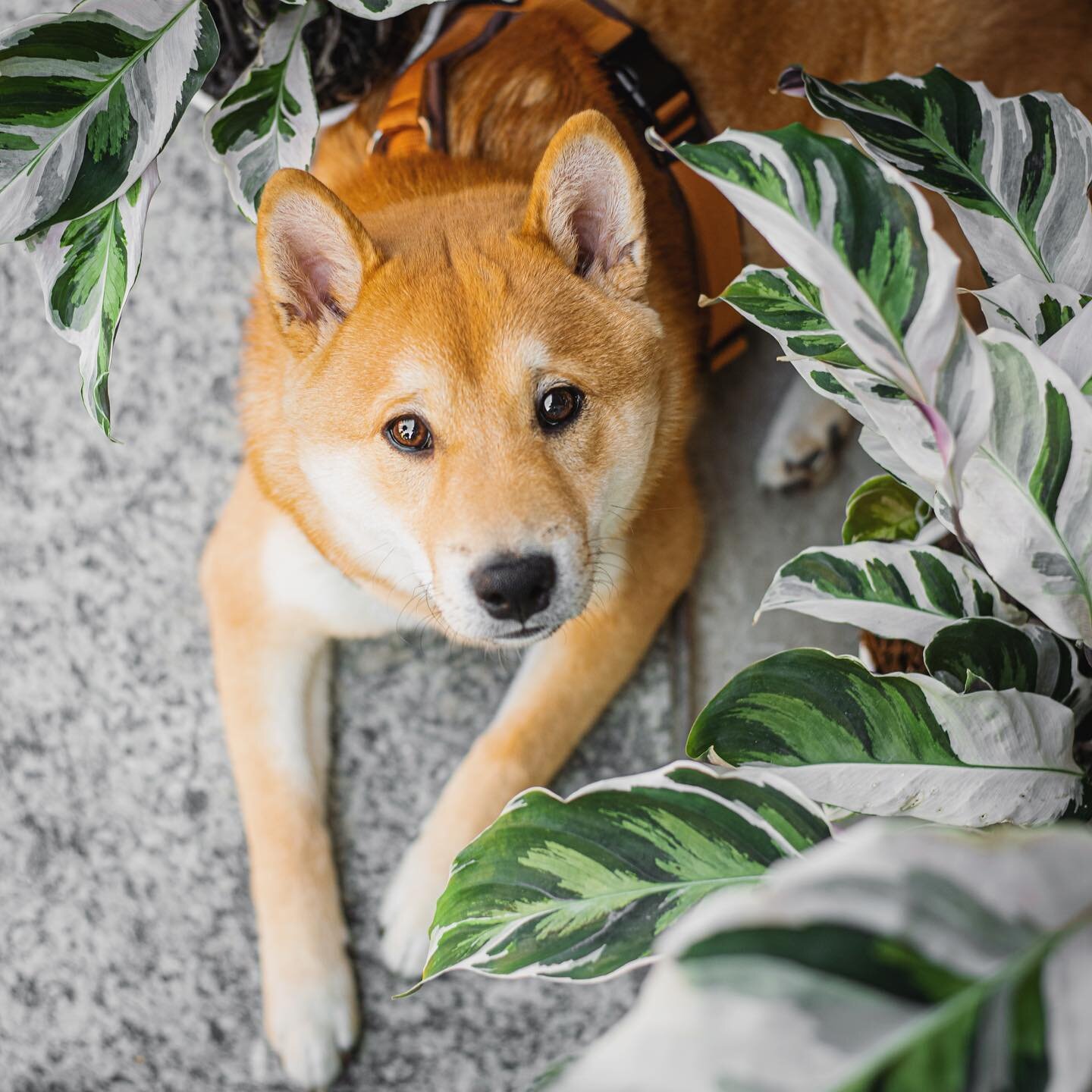 Und Zack! Ist er kein Welpe mehr 🦊 Fast alle die mich in den letzten Monaten besucht haben, wurden auf den Treppenstufen von Kitsu begr&uuml;&szlig;t&mdash; bzw. durften &uuml;ber den kleinen Fellball dr&uuml;ber steigen, weil das jetzt wohl sein Li