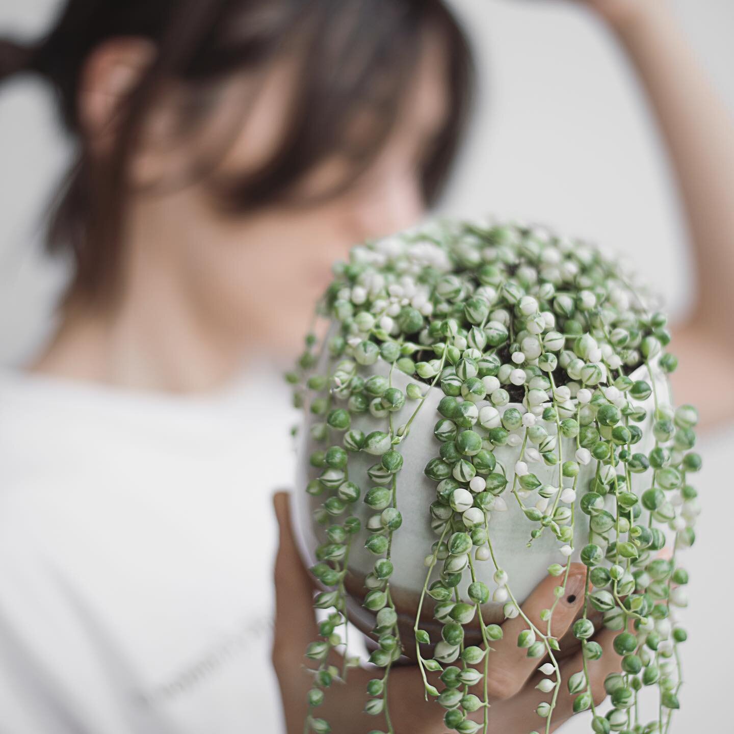 2 St&uuml;ck sind noch da! Die String of Pearls Variegata ist dieses Mal so sch&ouml;n panaschiert gekommen 💚
Definitiv eine der Pflanzen die der Gro&szlig;teil von euch schon auf dem Gewissen hat 😝

#urbanjungle #urbanjunglebloggers #urbanjungleco