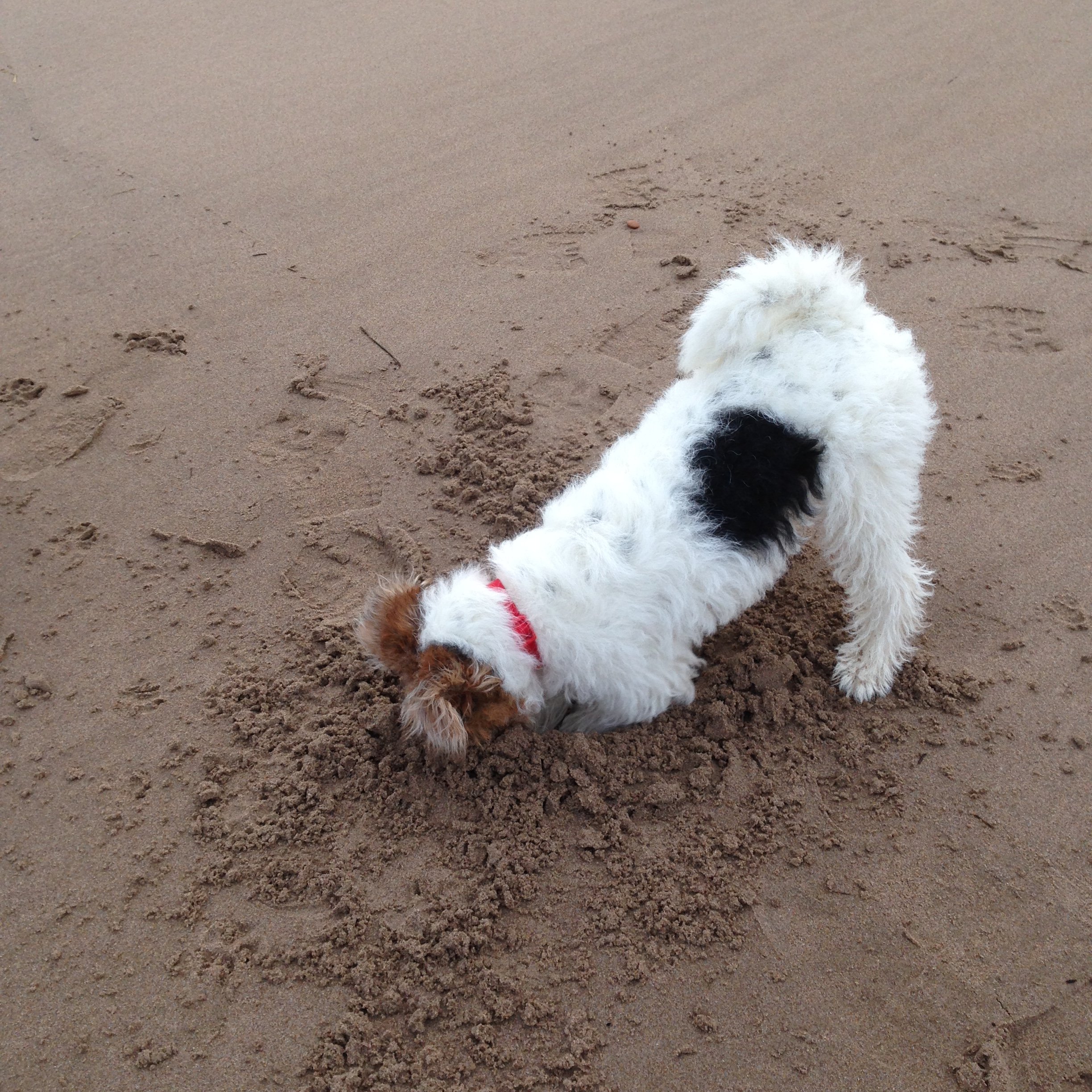 Digging at the seaside!
