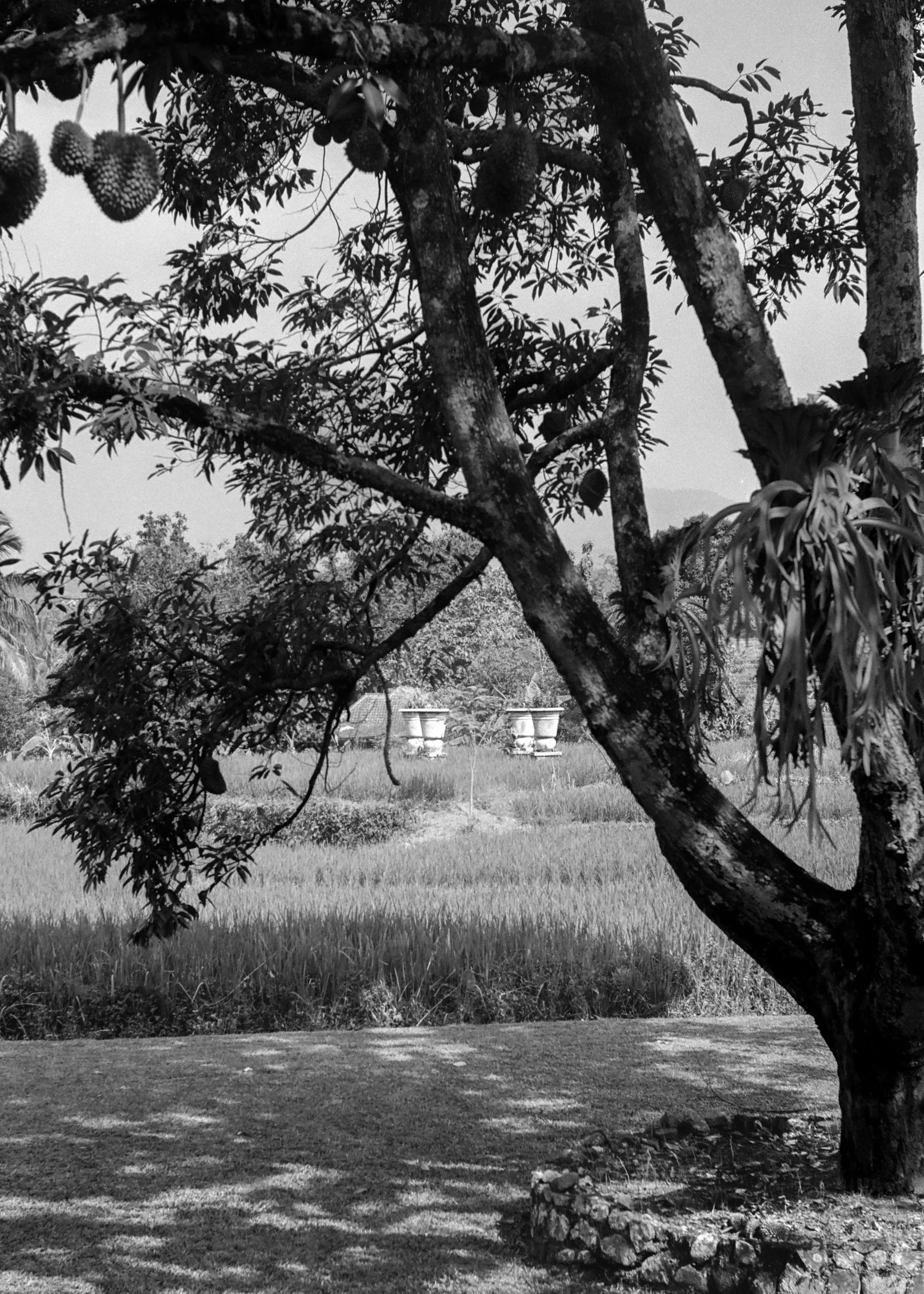 Cipicung-12.jpg