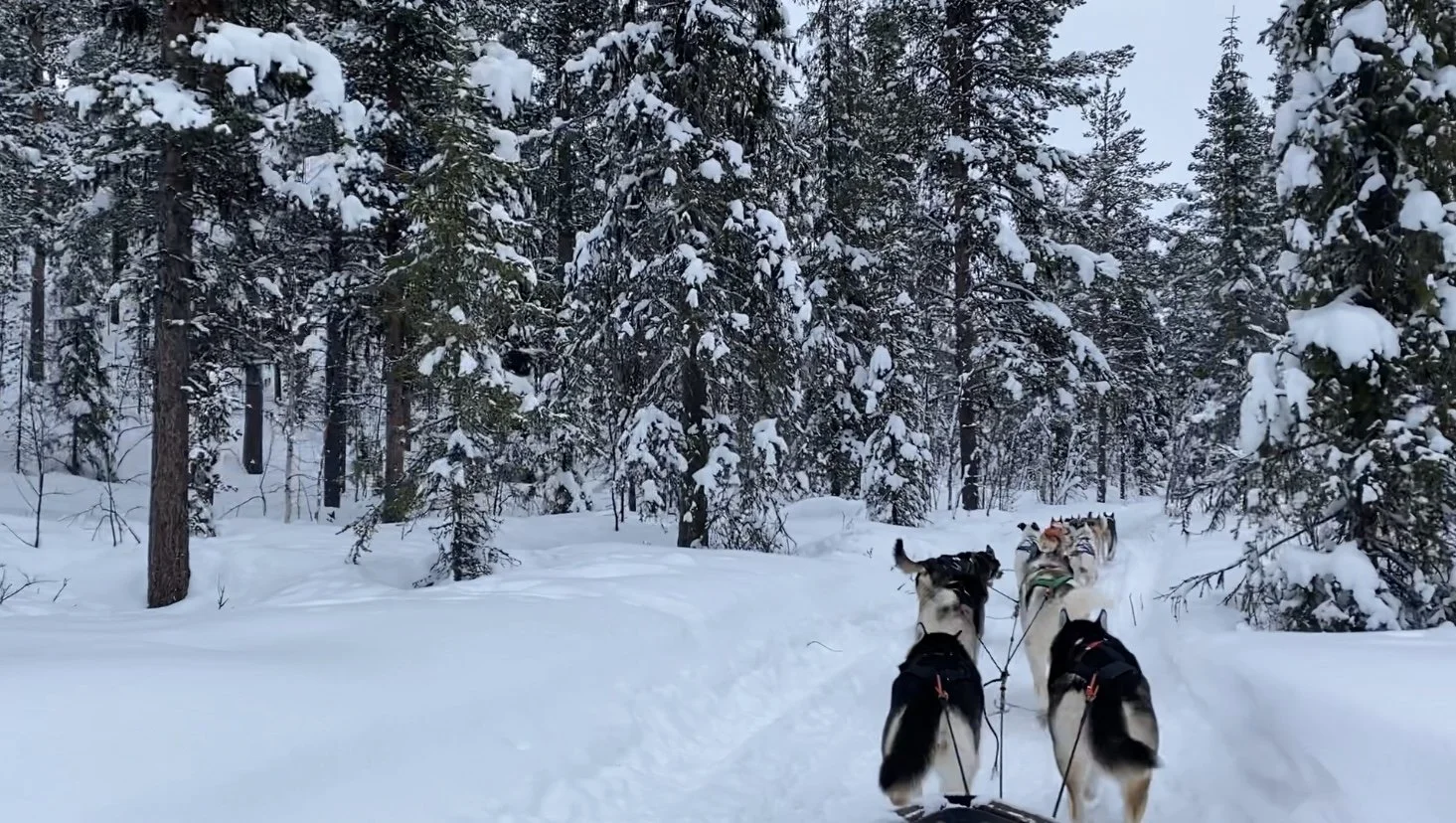 Swedish Lapland: The Winter Wonderland of Fairytales