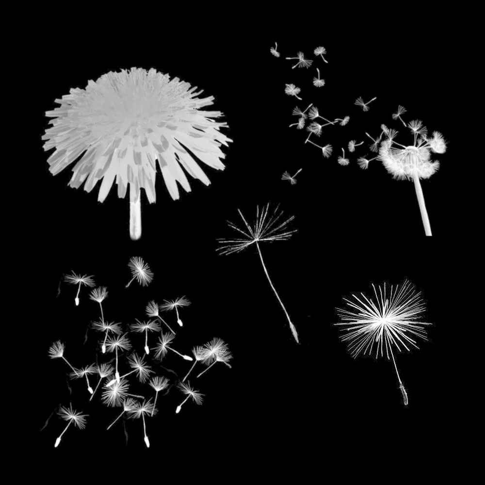 MKCP-dandelions.jpg