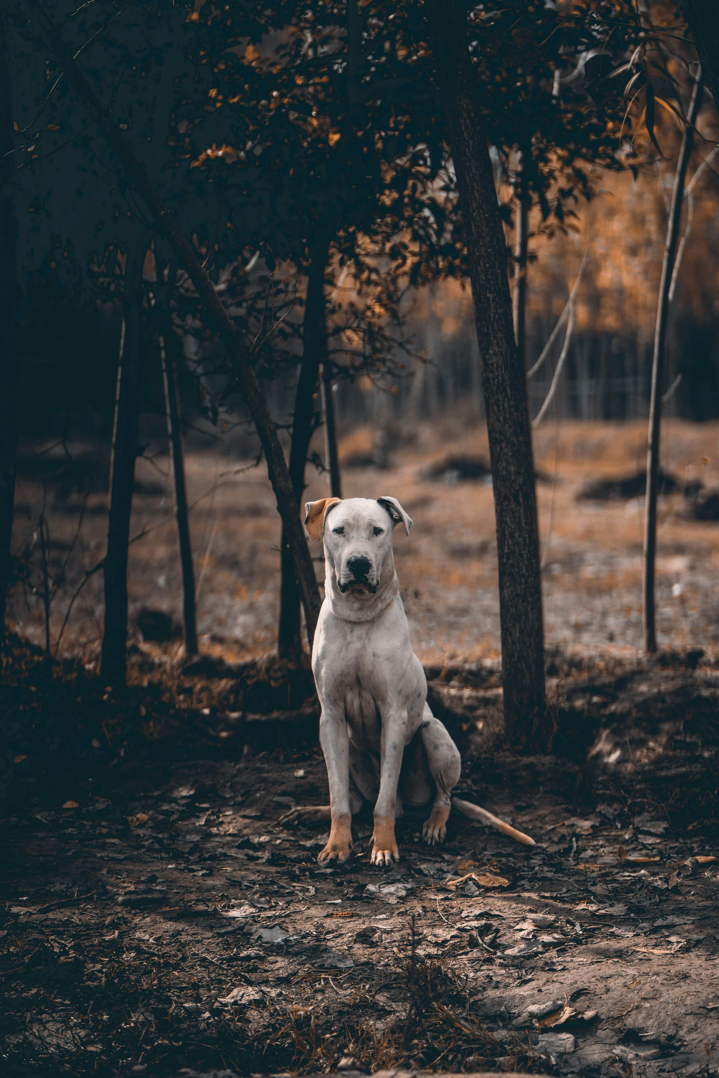 adeel-shabir-XJ1mx_kzL-s-unsplash.jpg