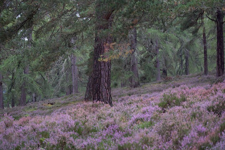 Calluna Waldinneres, 2022

#scotland #highlands #calluna #forest #cairngorms #deeside #photography #painting #drawing #artist #fineartphotography #braemar @thefifearms #mauve #violet #heather