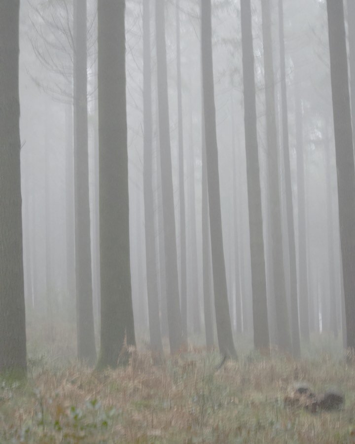 Ancient Forest in Fog 🤍
1.03.2024 

#photography #weatherproject #fog #forestphotography #redwoods #woodland #wonderland #vision #nature #wiltshire #longleat #artist
