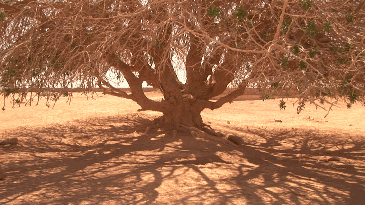 blessed+tree (1).png