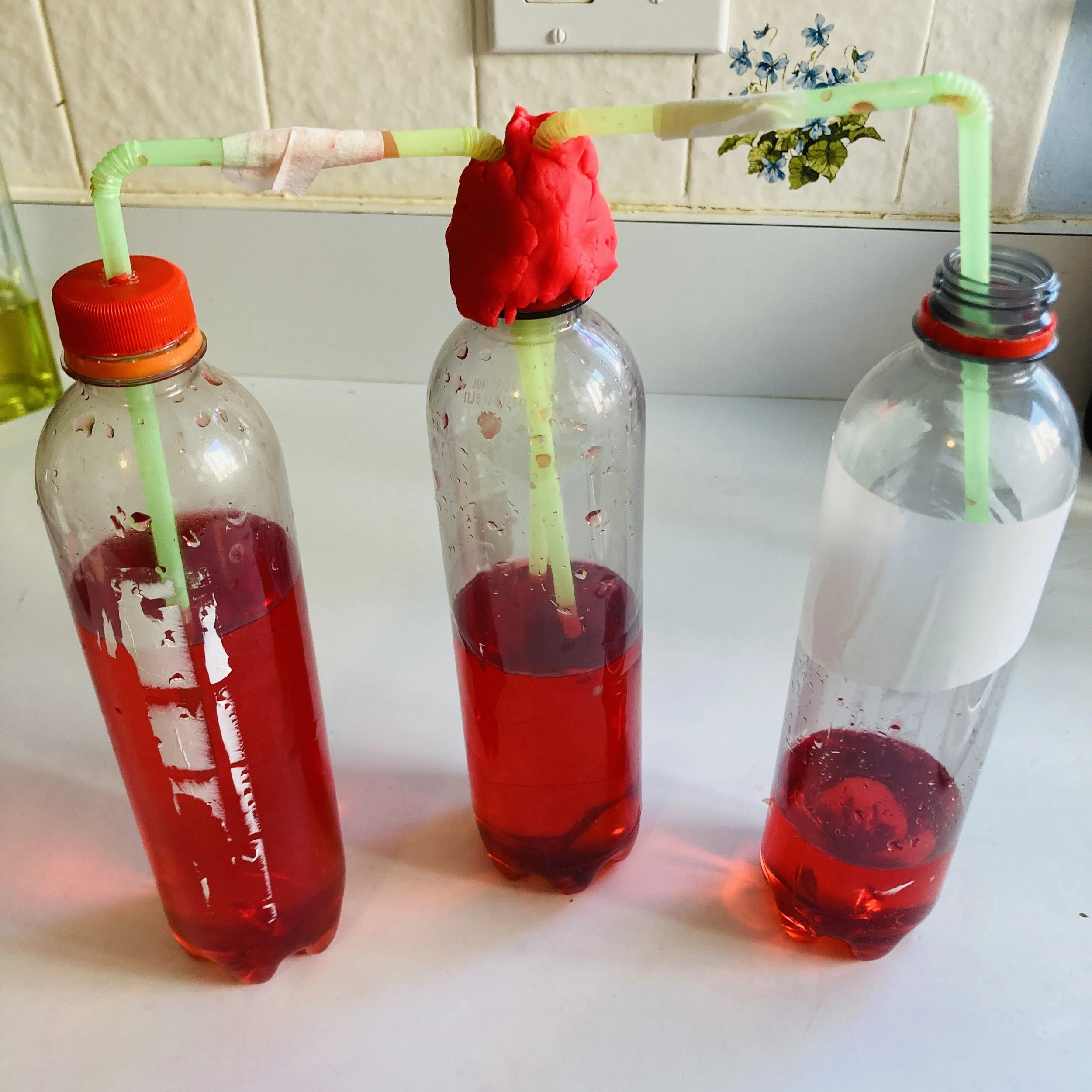 FOI Tour 3 Week 2 Science (31).jpg