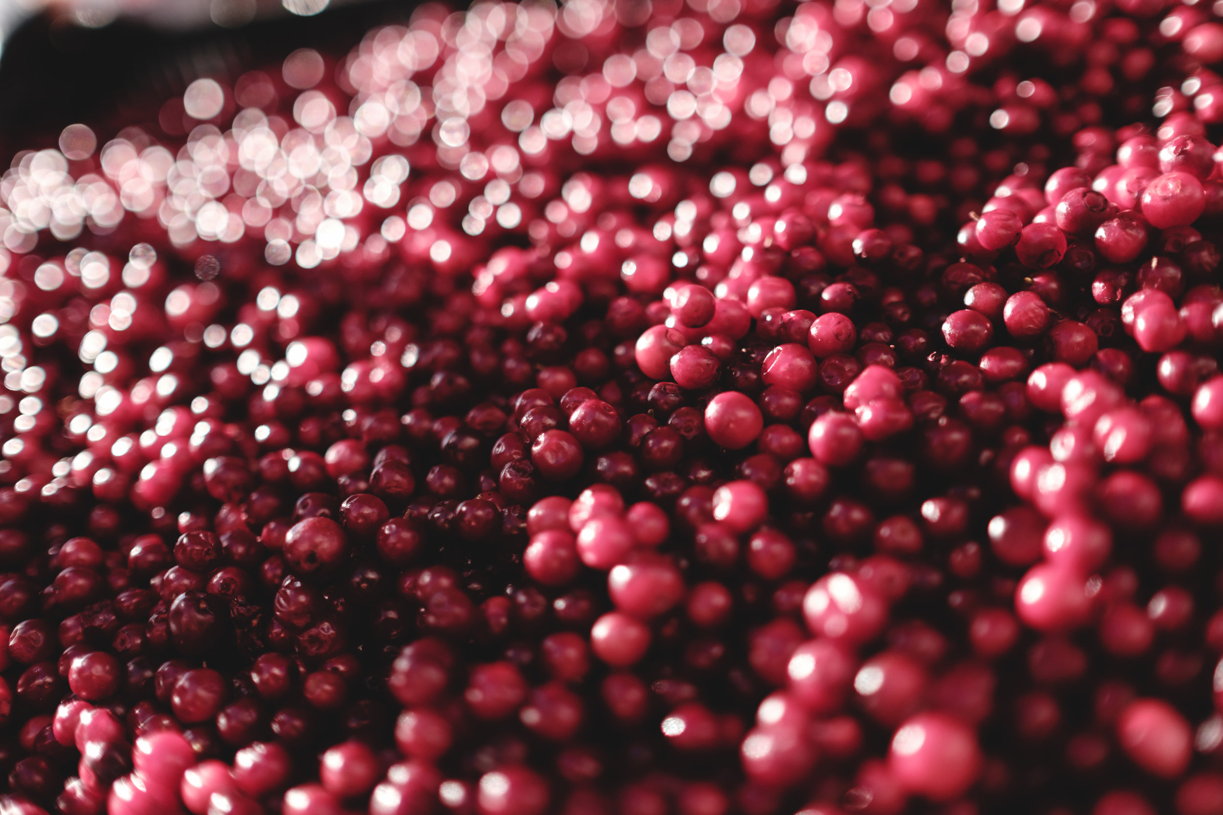 Puolukka jopa açaí-marjaa ja mustikkaa terveellisempää