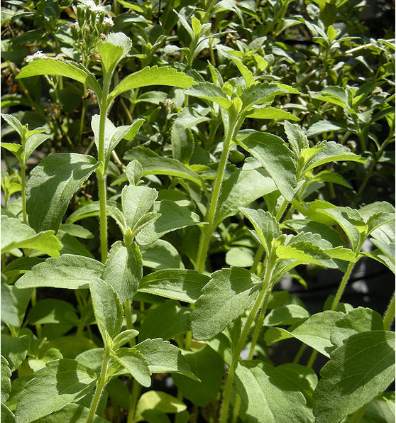 stevia-kasvi