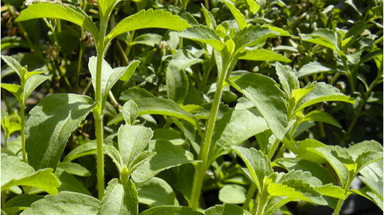 Stevia vs aspartaami E951 vs HFCS