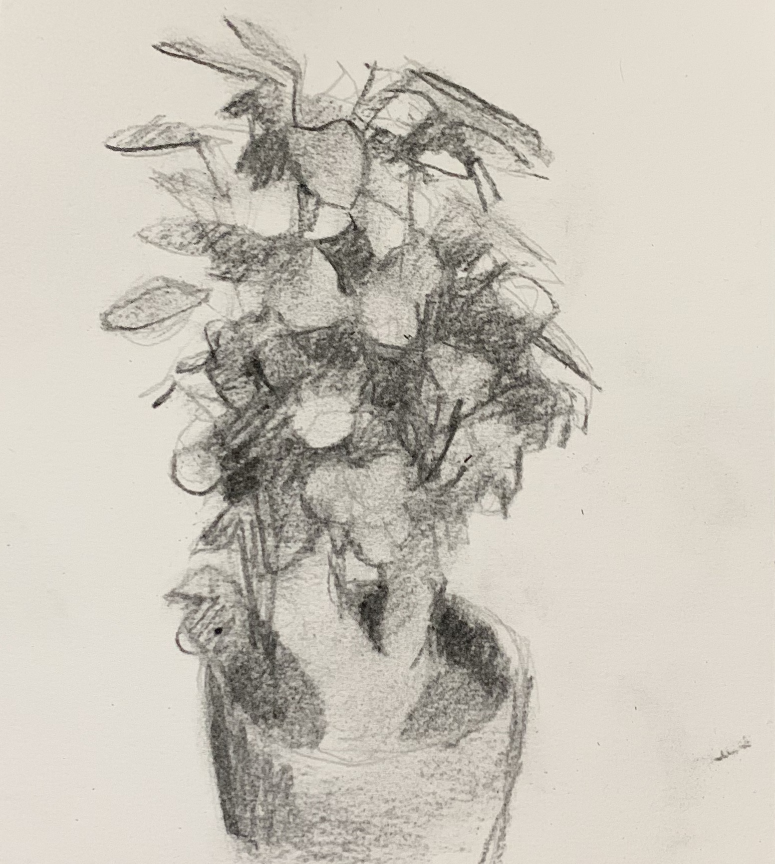 Second impression on cold press. Using Nitram Soft charcoal