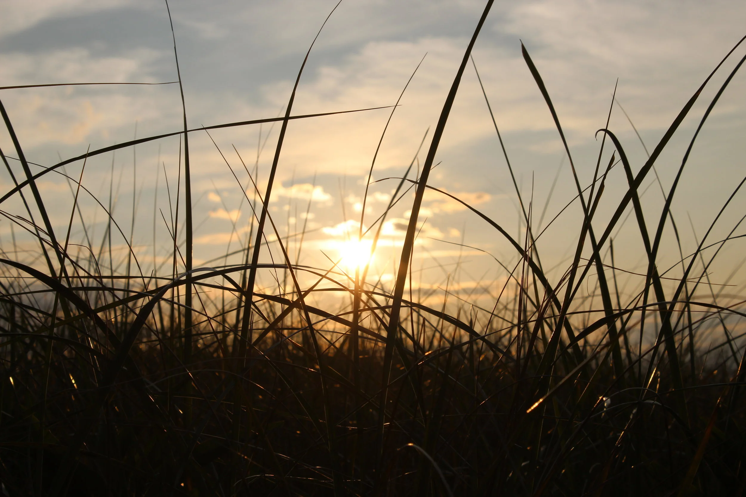 sun + grass BP.jpg