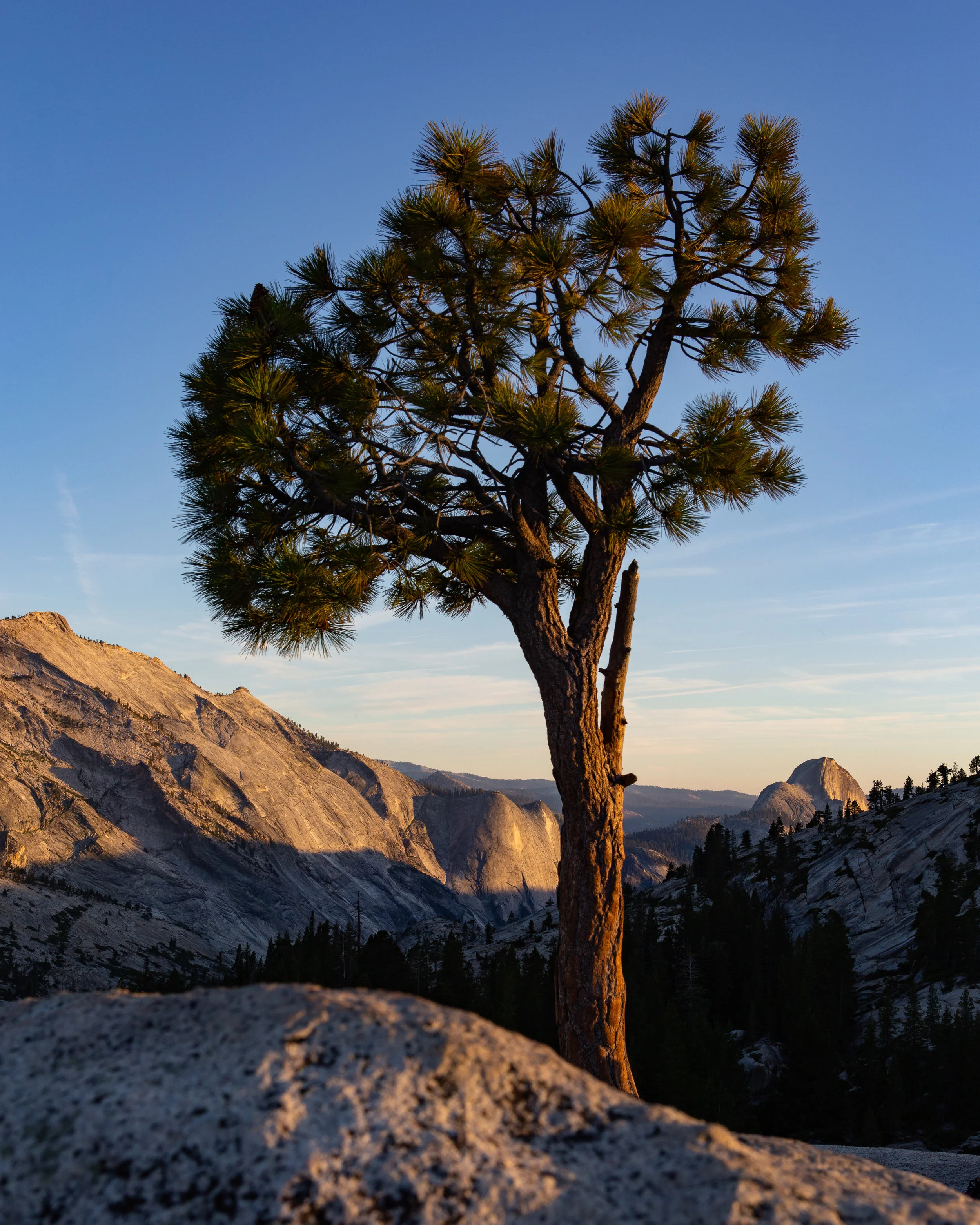 Lone Tree at Olmstead  Point.jpg