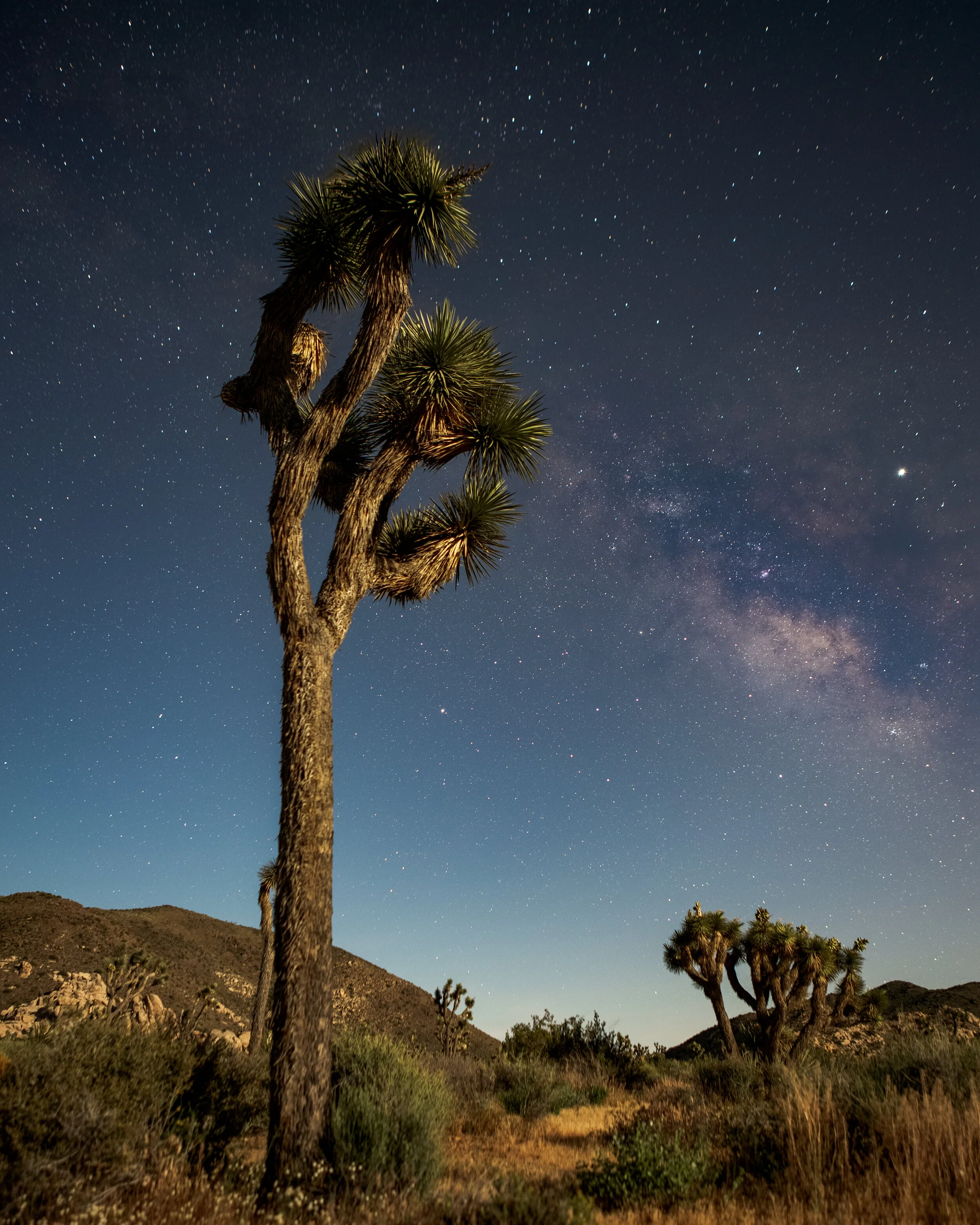 Milky Way Over Joshua Tree.jpg