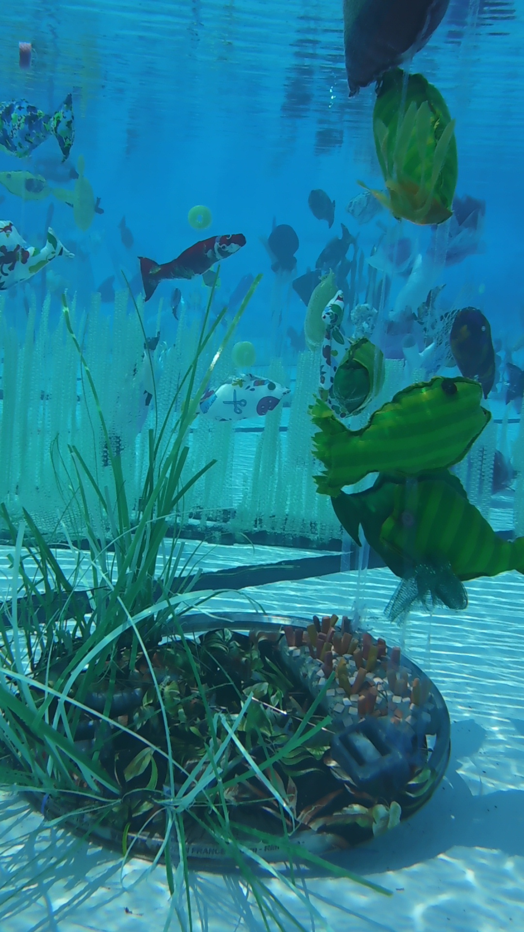fish and coral in pool.JPG