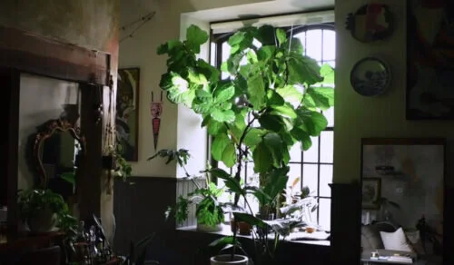 Grandes jardines: Hilton Carter
