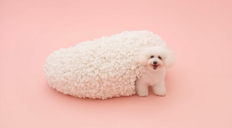 Arquitectura para perros