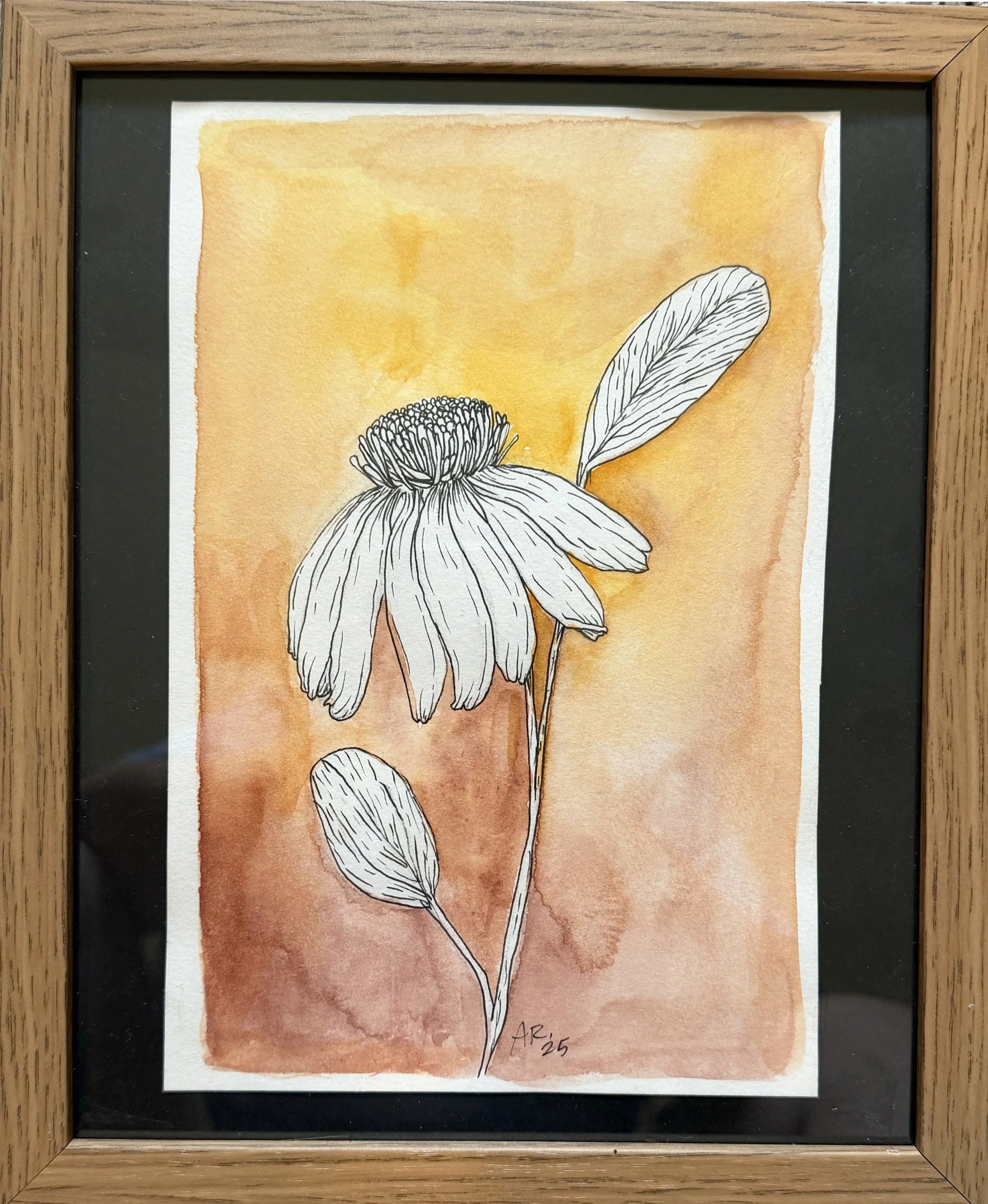 echinacea-ink-og.jpg