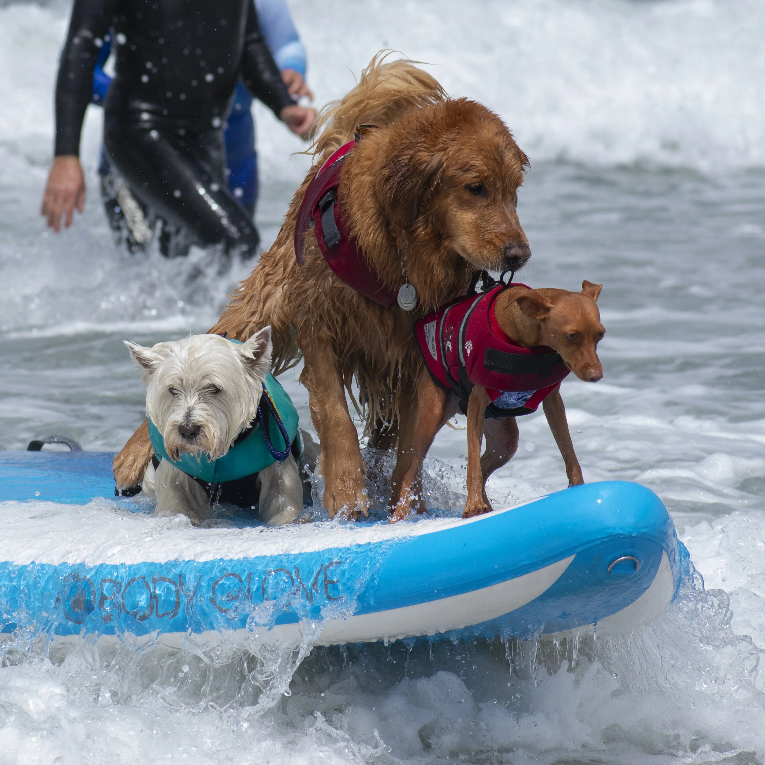 Dog Surfing 2019-14.jpg
