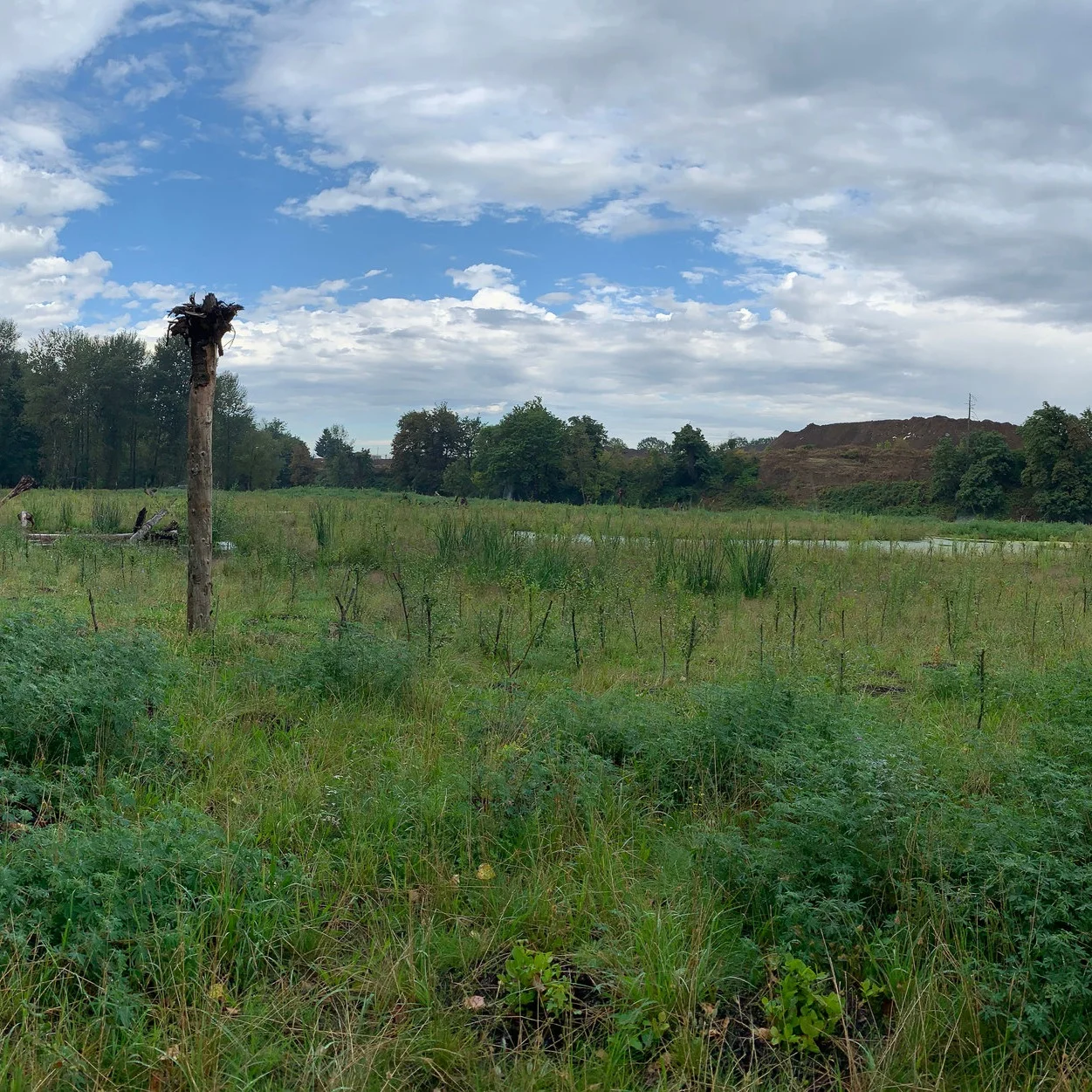 SitePhoto_Summer2019.jpg