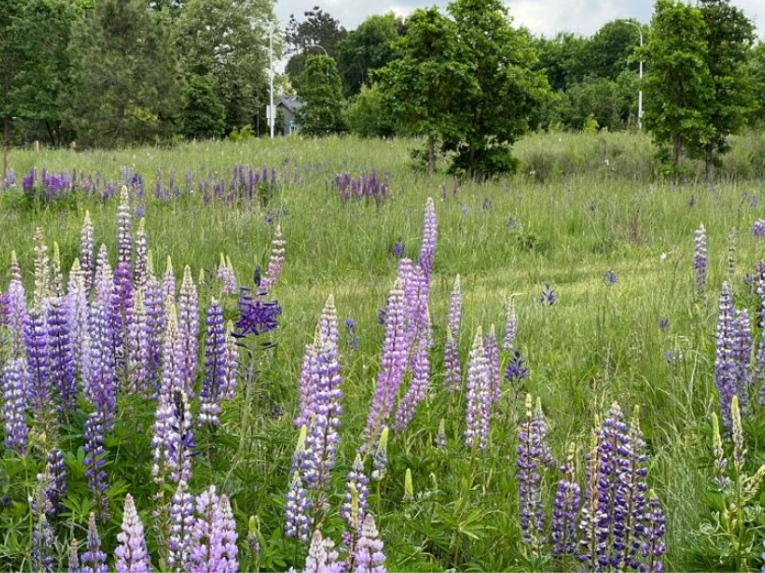 Native Prairie and Oak Savanna; How to Specify, Install and Manage with Lessons Learned at Graham Oaks Nature Park