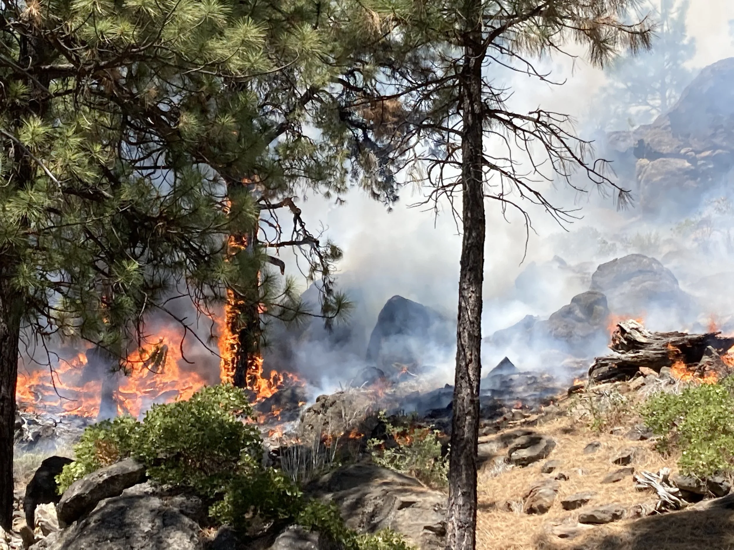 Fire Ecology Webinar