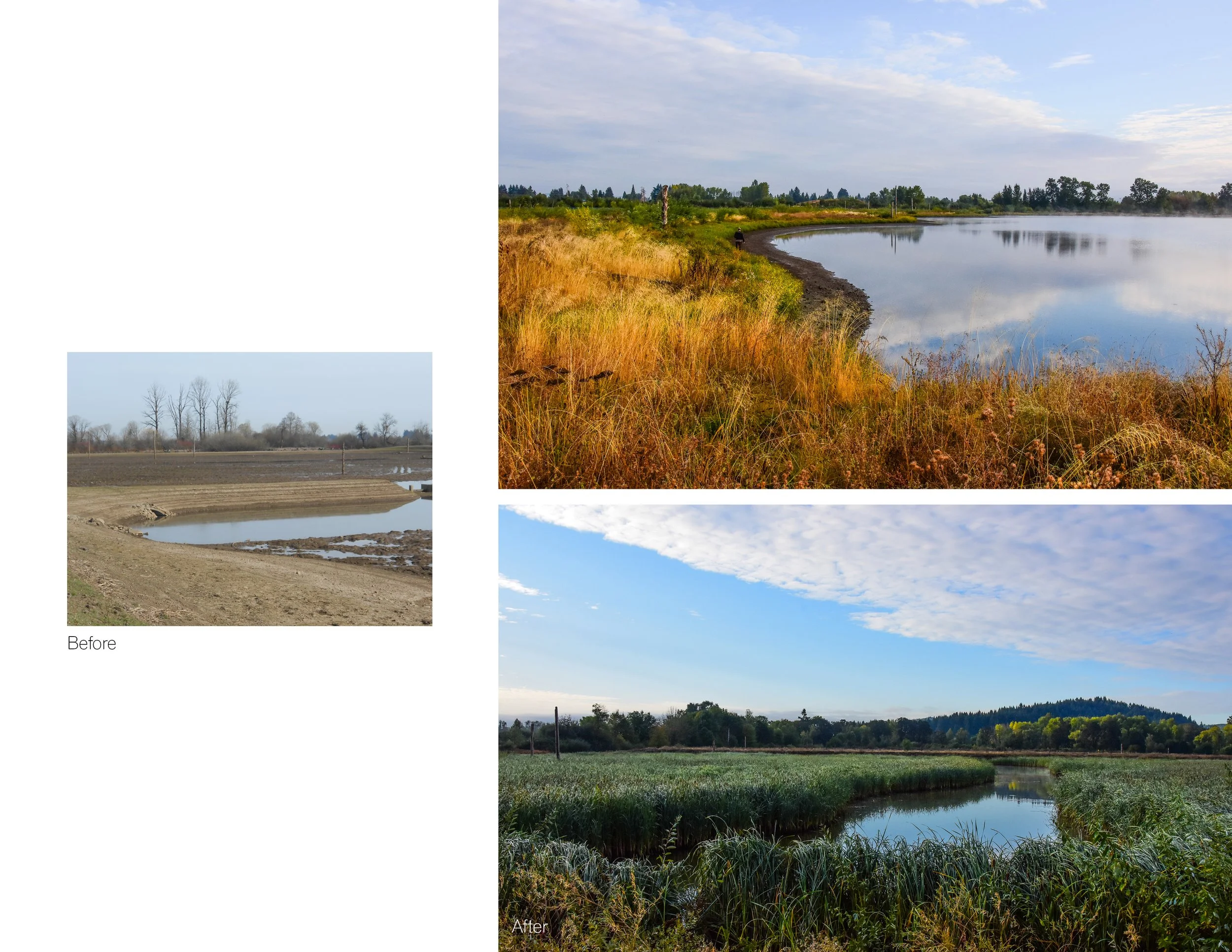 Fernhill Wetlands - Wastewater as Wildlife_Image_11 - PLACE studio.jpg