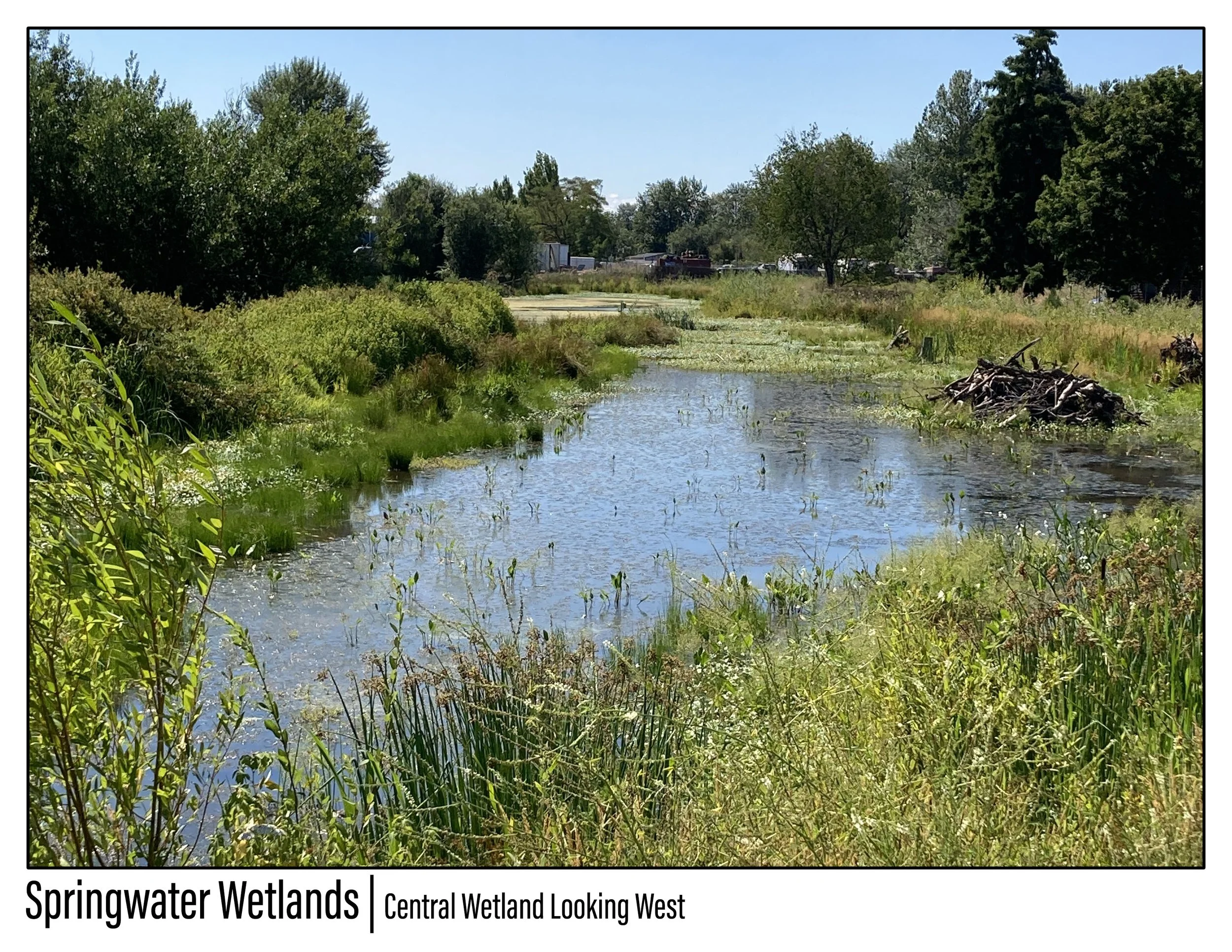 Springwater Wetlands_Image_8 - Jeremy Person.jpg