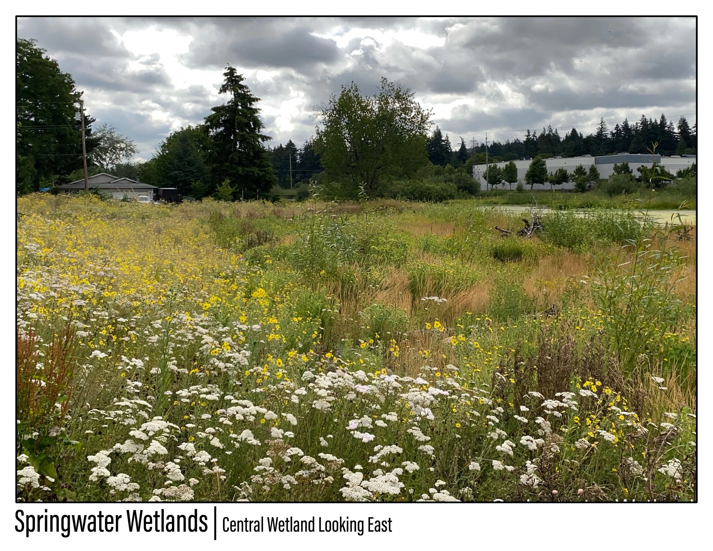 Springwater Wetlands_Image_7 - Jeremy Person.jpg