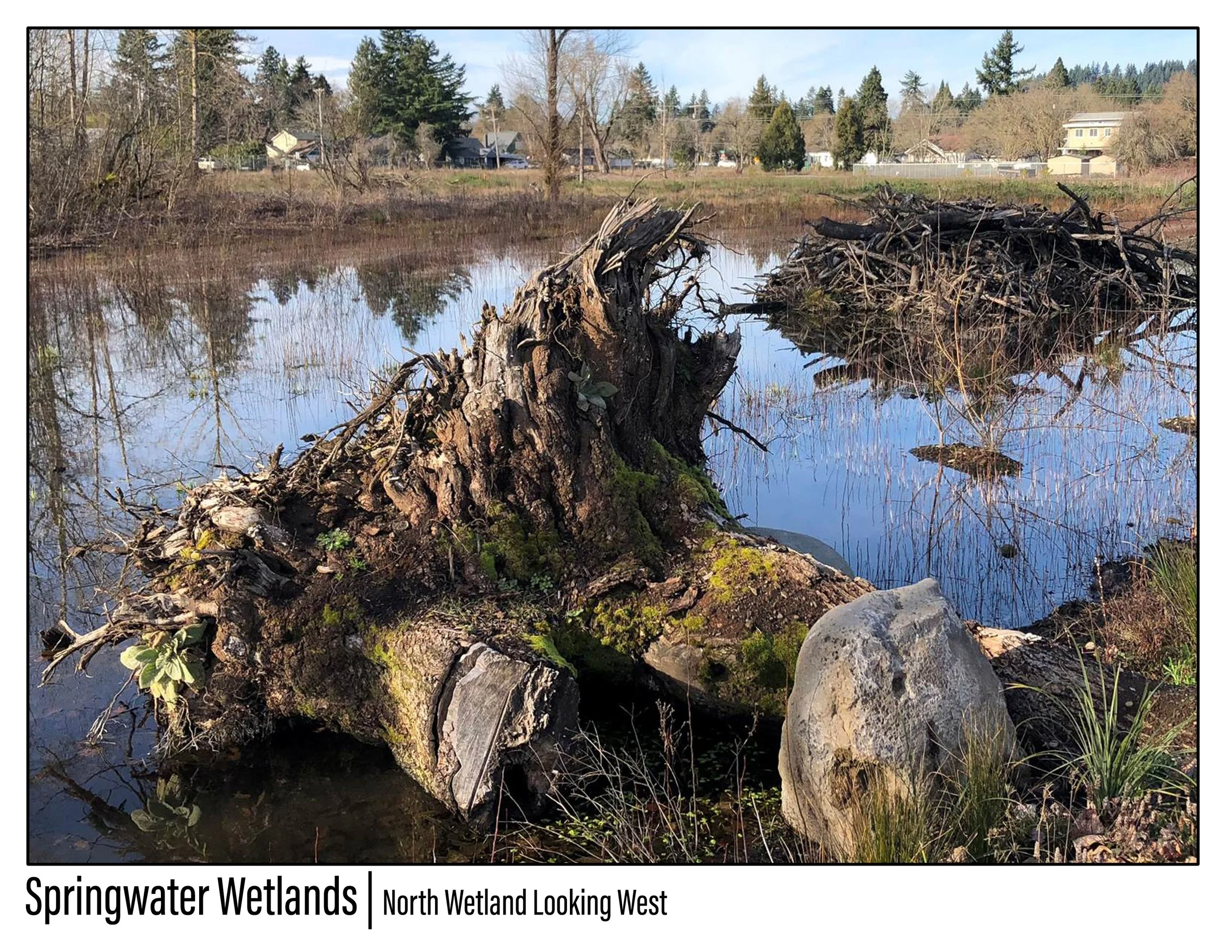Springwater Wetlands_Image_6 - Jeremy Person.jpg