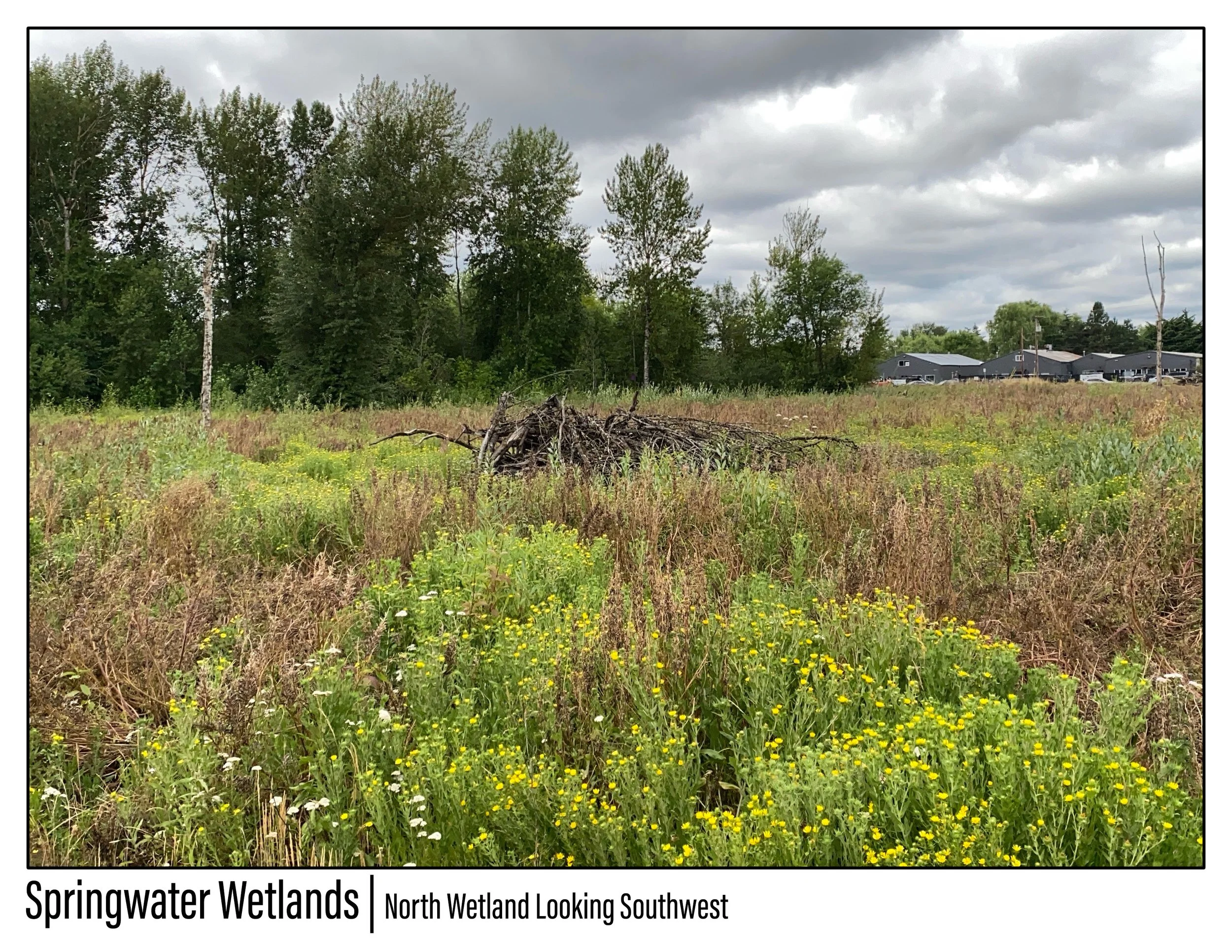 Springwater Wetlands_Image_5 - Jeremy Person.jpg